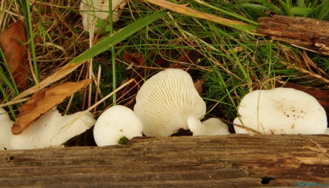 Pleurocybella porrigens, Ohrförmiger Seitling   © K. Pätzold